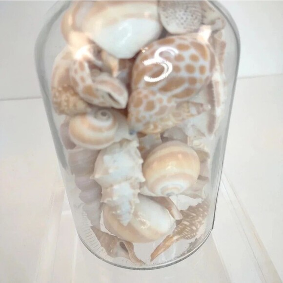 Florida Seashells in Glass Jar with cork Stopper NWOT Handmade Custom Gift - Picture 12 of 16